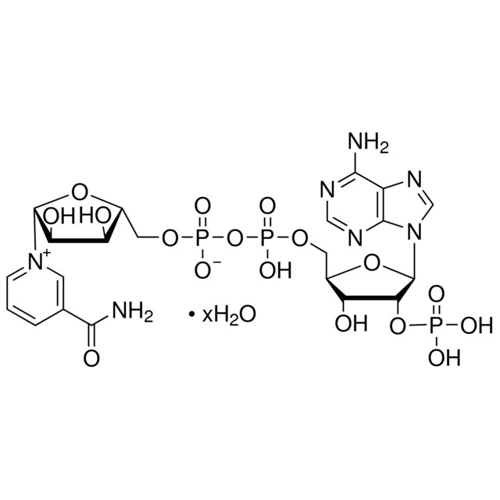 β-磷酸煙酰胺腺嘌呤二核苷酸 水合物