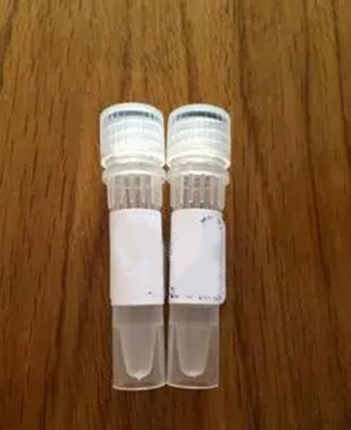 全细胞蛋白提取试剂盒（100次分析）,EpiQuik Whole Cell Extraction Kit(100 assays)