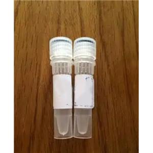 孕酮ELISA检测试剂盒-96次分析（可拆卸）,Progesterone EIA Kit