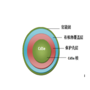 水溶性CdSe量子點(diǎn)