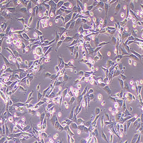 3T3-L1小鼠胚胎成纤维细胞,Mouse Embryonic Fibroblasts Cells