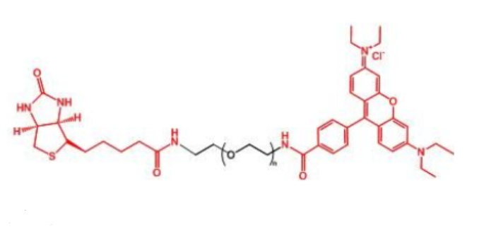 生物素-聚乙二醇標記羅丹明,RB-PEG2K-Biotin