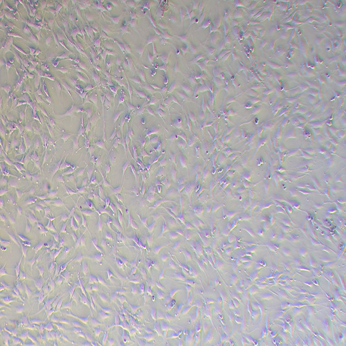 C3H/10T1/2,Clone8小鼠胚胎成纤维细胞
