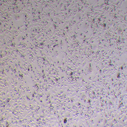 CMT93小鼠结肠癌细胞