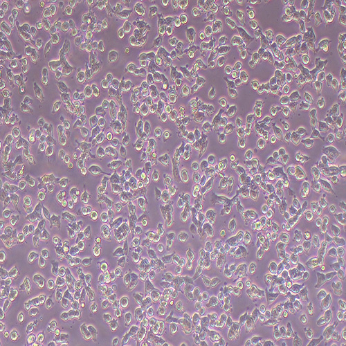 NE-4C小鼠神经干细胞