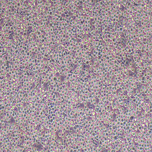 P815小鼠肥大细胞瘤细胞