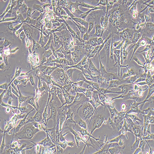 TM4正常小鼠睾丸Sertoli细胞