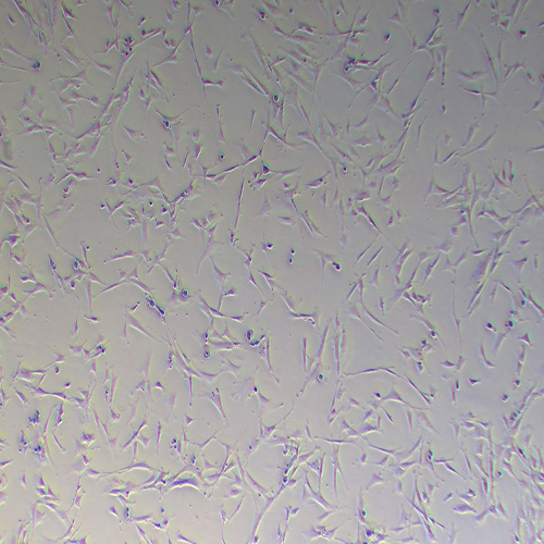 小鼠肺成纖維細(xì)胞（永生化）
