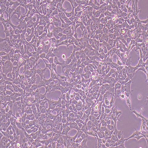293FT人胚肾细胞