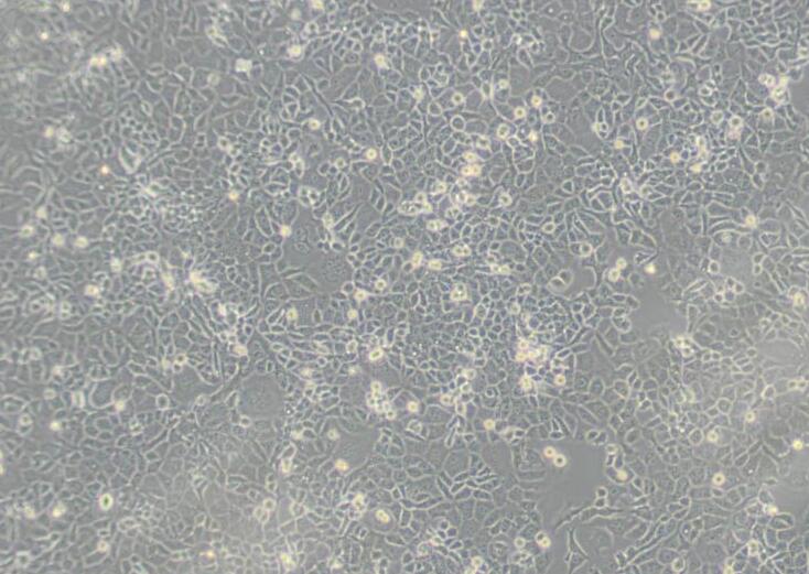 L2（大鼠肺泡上皮细胞）,L2