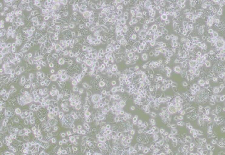DH82（犬巨噬细胞/狗肾恶性组织细胞增生症细胞）,DH82