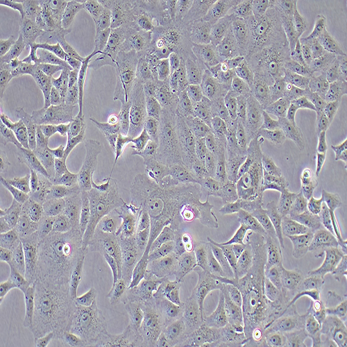 MA-104恒河猴肾细胞