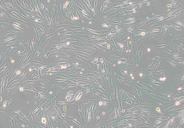FRhK-4（恒河猴胚肾细胞）,FRhK-4