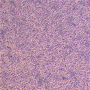 AML-12小鼠正常肝细胞