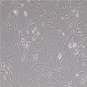C3H/10T1/2,Clone8小鼠胚胎成纤维细胞