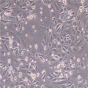 CMT93小鼠结肠癌细胞