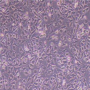 DC2.4小鼠骨髓来源树突状细胞