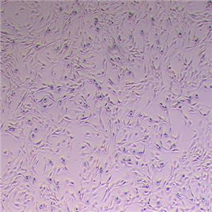 HL-1小鼠心肌细胞