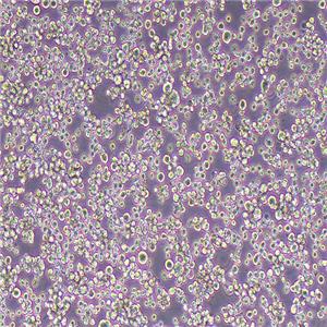 MEL小鼠红白血病细胞