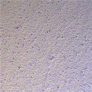 MIMCD3小鼠肾髓质化细胞