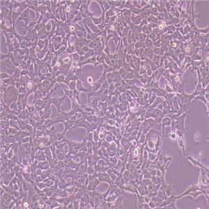 293FT人胚肾细胞