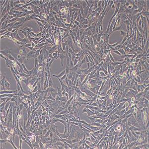 CTX-TNA2大鼠脑I型星形胶质细胞
