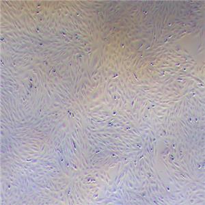 H9C2大鼠心肌细胞（种属鉴定正确）