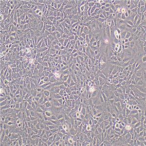 IEC-6大鼠小肠隐窝上皮细胞