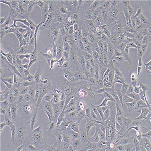 MA-104恒河猴肾细胞