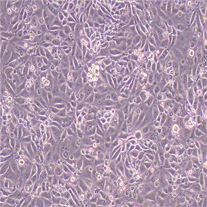 PK-15猪肾细胞