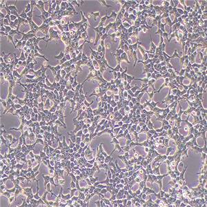 293T人胚肾细胞（STR鉴定正确）