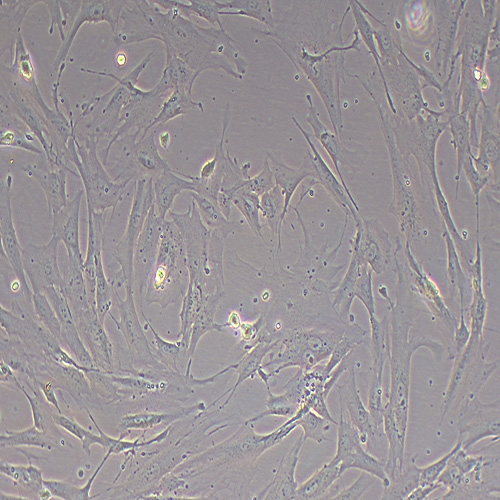 HFF-1人包皮成纤维细胞
