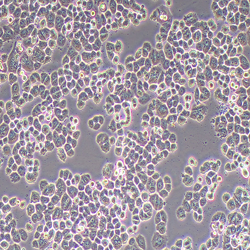 MDA-MB-468人乳腺癌细胞（STR鉴定正确）