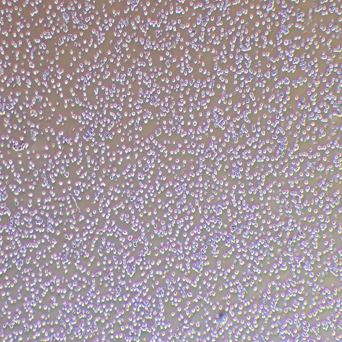NB4人急性早幼粒细胞白血病细胞（STR鉴定正确）