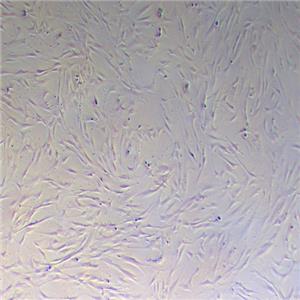 HFF-1人包皮成纤维细胞