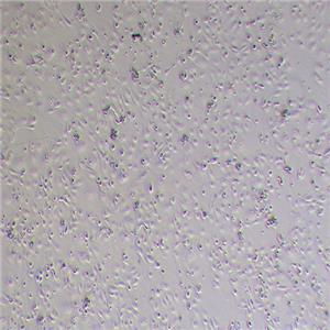 HPDE6-C7人正常胰腺导管上皮细胞