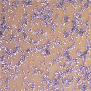 NCI-H716人结直肠腺癌细胞（STR鉴定正确）