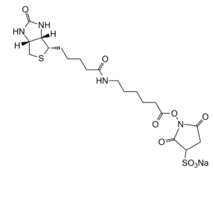 6-(生物素酰胺)己酸磺酸基琥珀酰亚胺酯钠盐，Sulfo NHS LC Biotin,Sulfo NHS LC Biotin