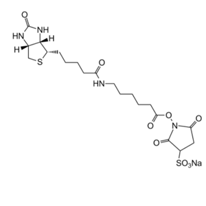 6-(生物素酰胺)己酸磺酸基琥珀酰亚胺酯钠盐，Sulfo NHS LC Biotin,Sulfo NHS LC Biotin