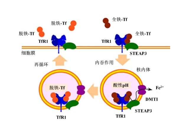 NH2-PEG2K-轉(zhuǎn)鐵蛋白,NH2-PEG2K-TRF