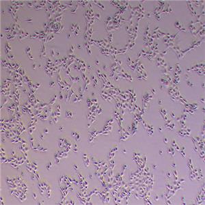 NCM-460人正常腸上皮細(xì)胞