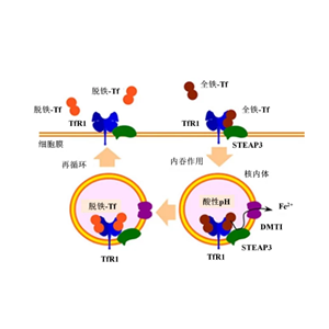 NH2-PEG2K-轉(zhuǎn)鐵蛋白,NH2-PEG2K-TRF