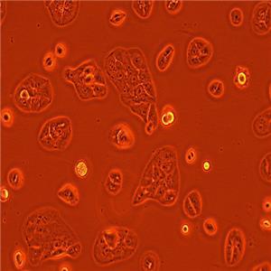 SCL-1人皮肤鳞状细胞