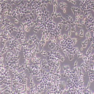 293T-LUC（人胚肾细胞-荧光素酶标记（STR鉴定正确））