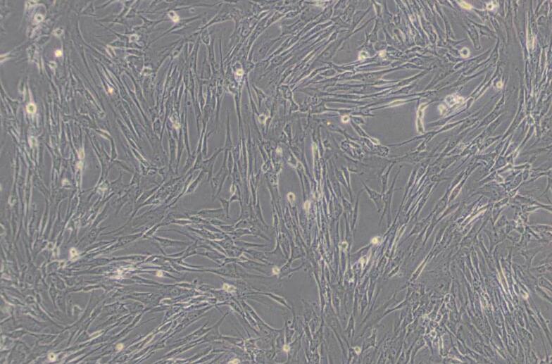 HFL1（人胚肺成纤维细胞）,HFL1