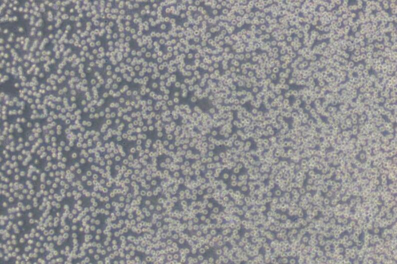 HL-60（人原髓细胞白血病细胞）,HL-60