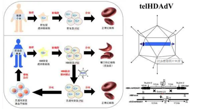 氨基-PEG2K-转铁蛋白,NH2-PEG2K-TRF