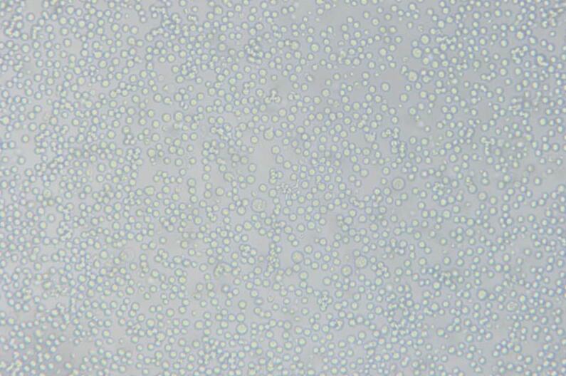 L1210（小鼠白血病细胞）,L1210