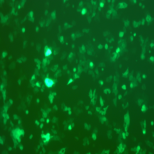 HCT116-CGFP（人结肠腺癌细胞-绿色荧光蛋白标记）