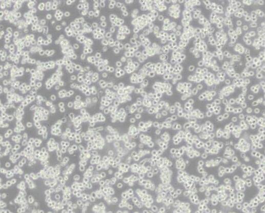 MOLT-4（人急性淋巴母细胞白血病细胞）,MOLT-4